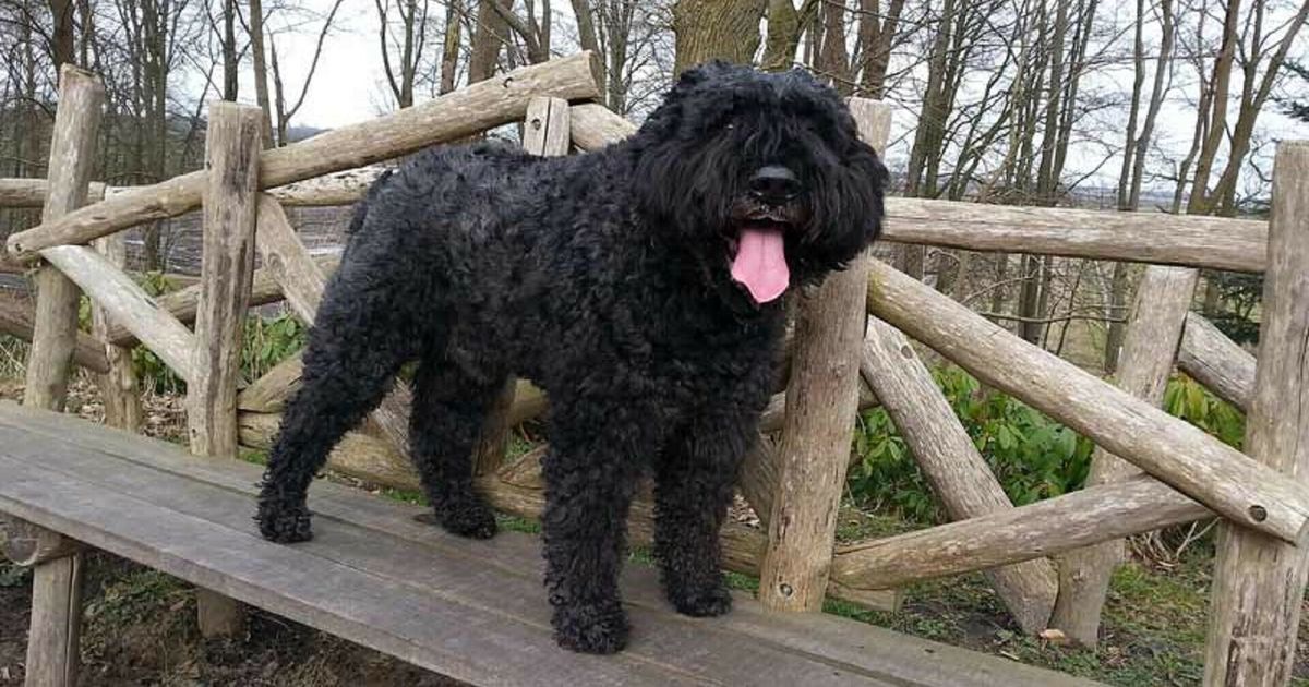 Por qué los perros nunca tienen una gran cabeza y