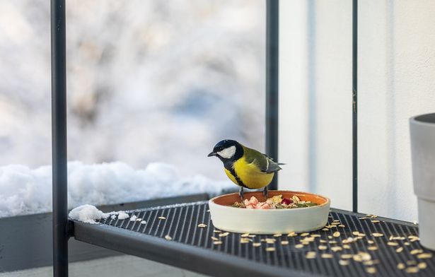 La dispersión de cereal en un lugar seco y limpio puede ayudar a apoyar a las aves durante el verano