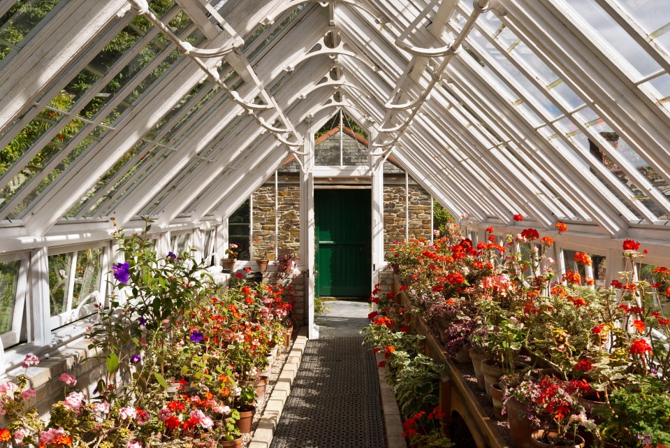 Vista interior de un invernadero lleno de plantas con flores.