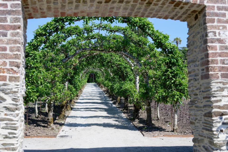 Camino a través de manzanos arqueados en un jardín.