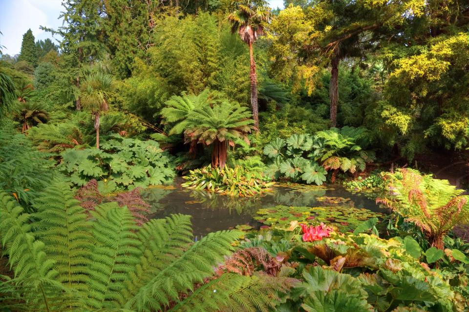 Exuberante jardín tropical con estanque.
