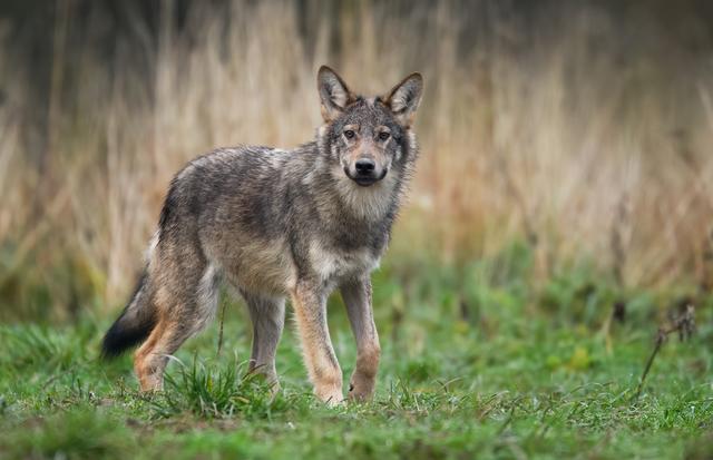 Drenthe ve mucho entusiasmo por los rásters resistentes al lobo