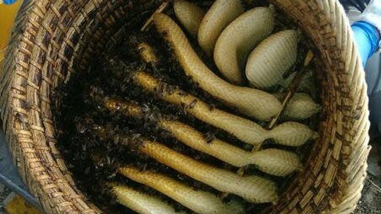 Las abejas estaban en una canasta trenzada (Foto: Marcel Horck).