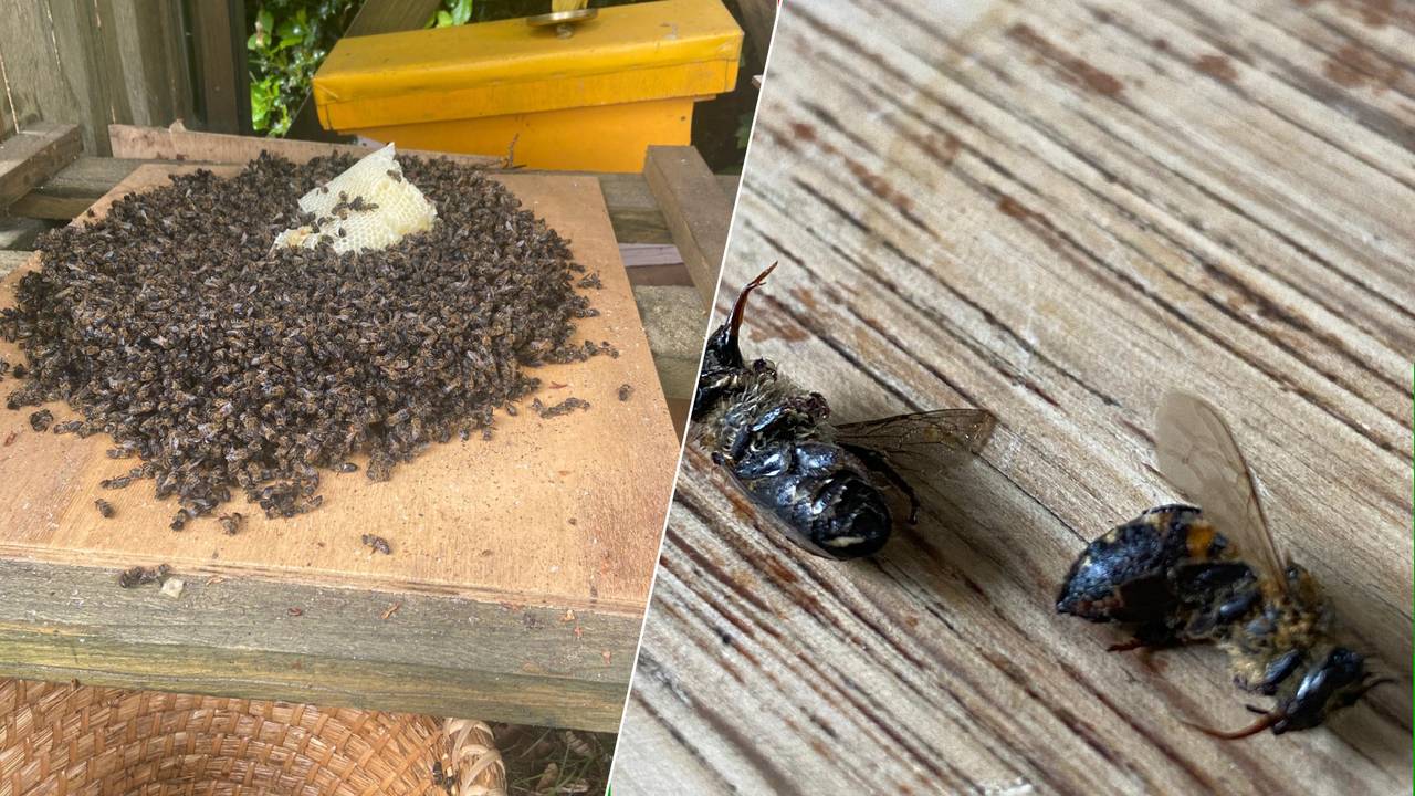 Veinte mil abejas Muerte del emperador de la ciudad Marcel: