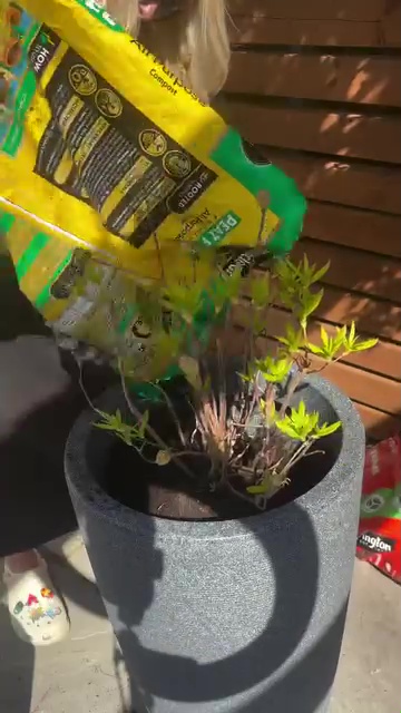 Persona que agrega compost a una planta en maceta.
