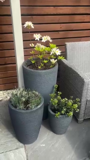 Tres plantas en macetas en un patio.