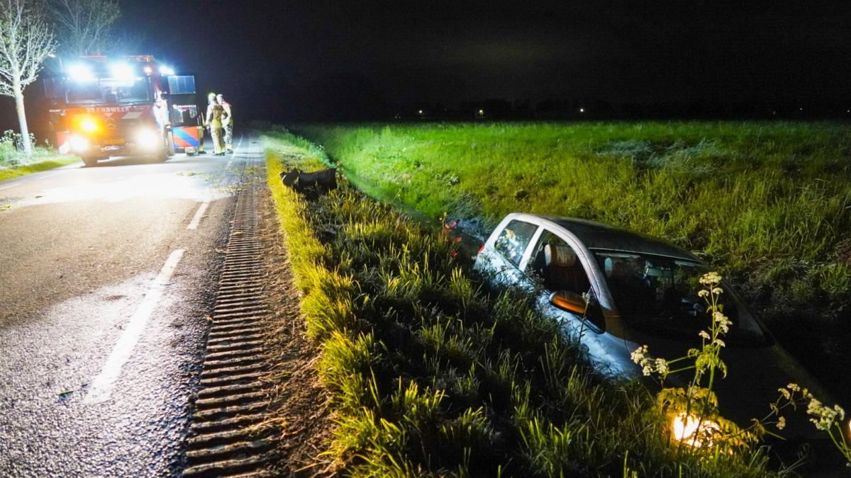 El conductor se desvía para el animal y deja el