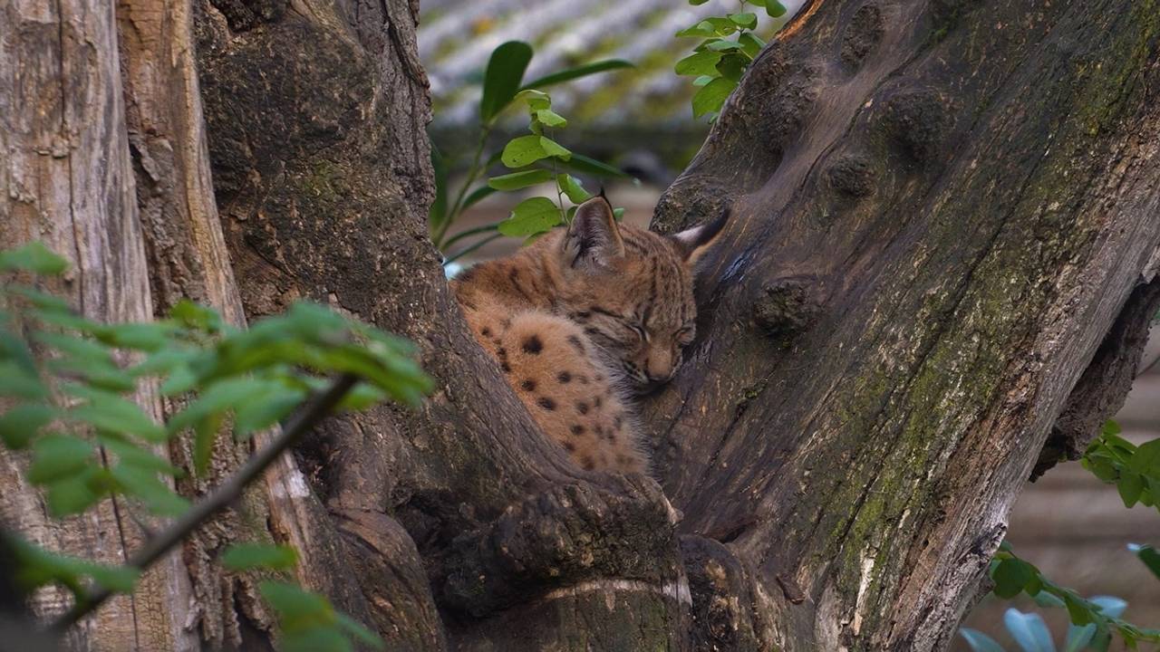 Lynx escapado aún no encontrado, el zoológico está buscando un