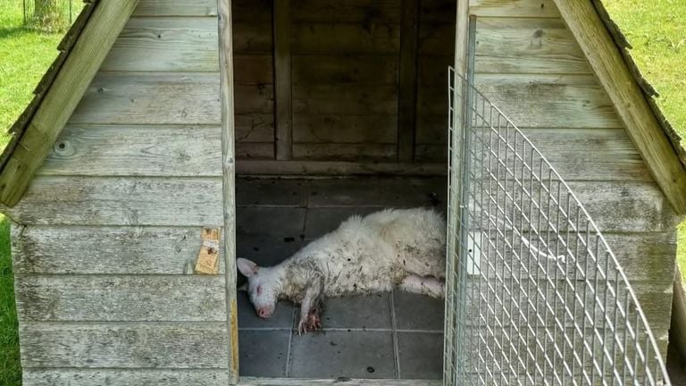 Al animal se le permitió dormir en su intoxicación en este puesto (foto: vecindario agente_grote_wielen/Instagram).