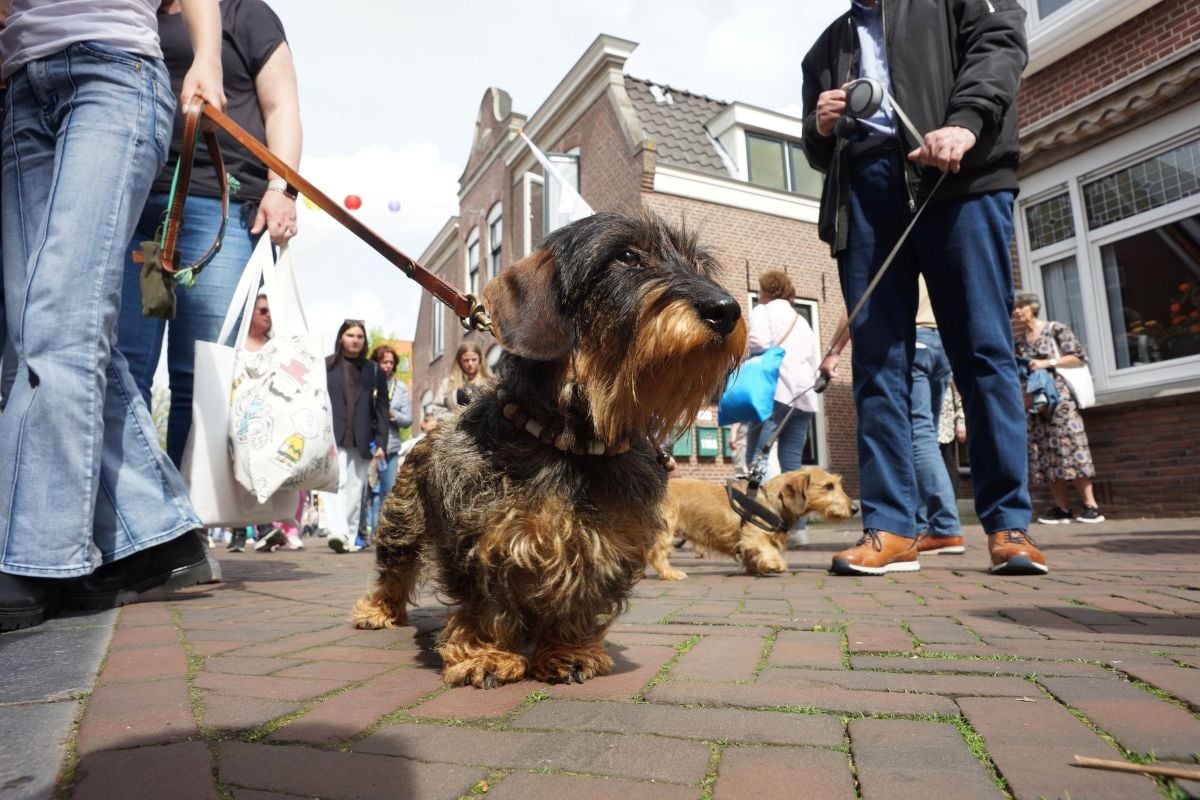 Hierrr! El día del Dachshund volverá a Zoetermeer