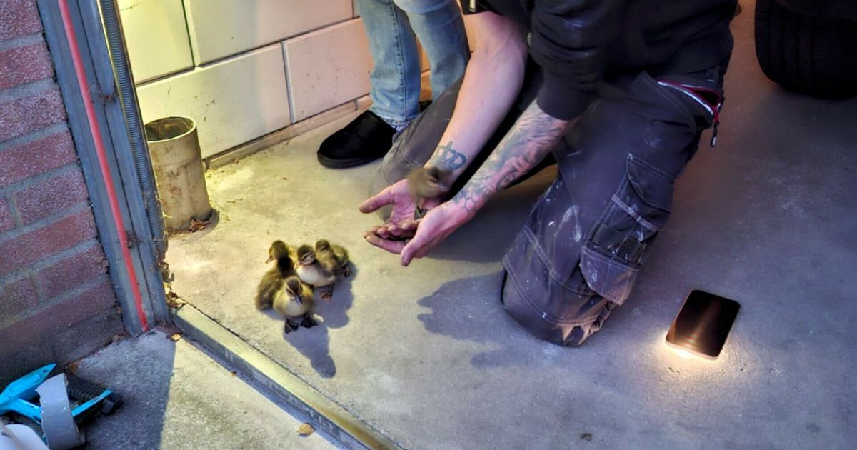 Seis patos jóvenes encerrados durante horas en pipa de lluvia: