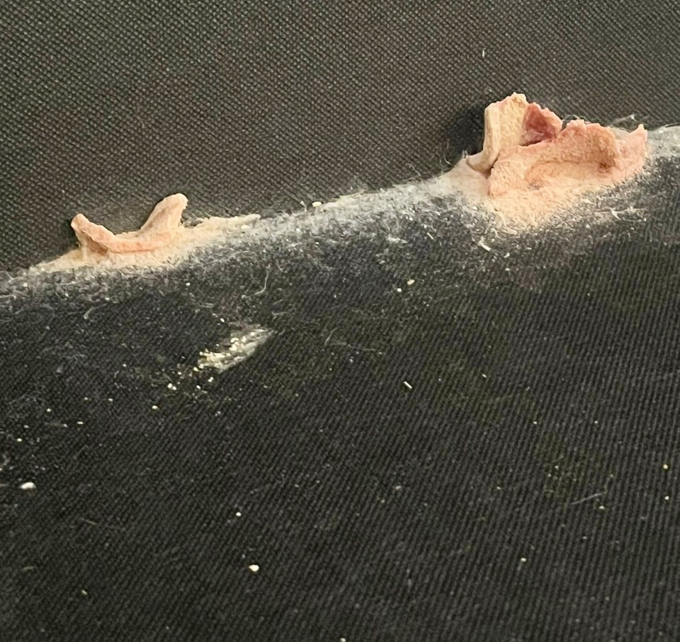 Molde que crece en una pared oscura.