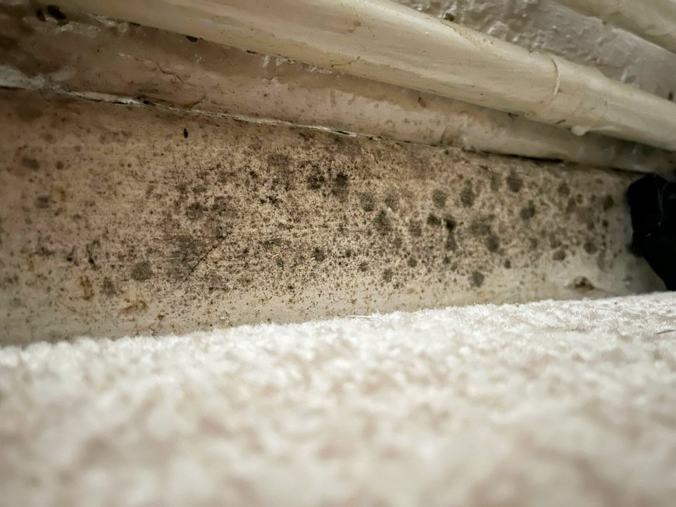 Molde que crece en una pared.