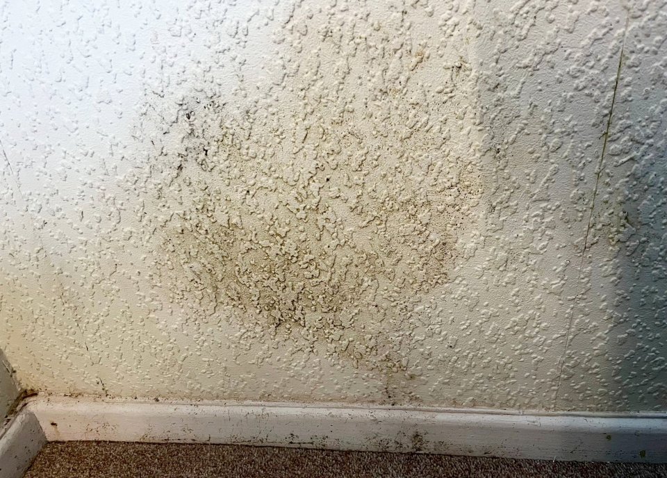 Molde que crece en una pared.