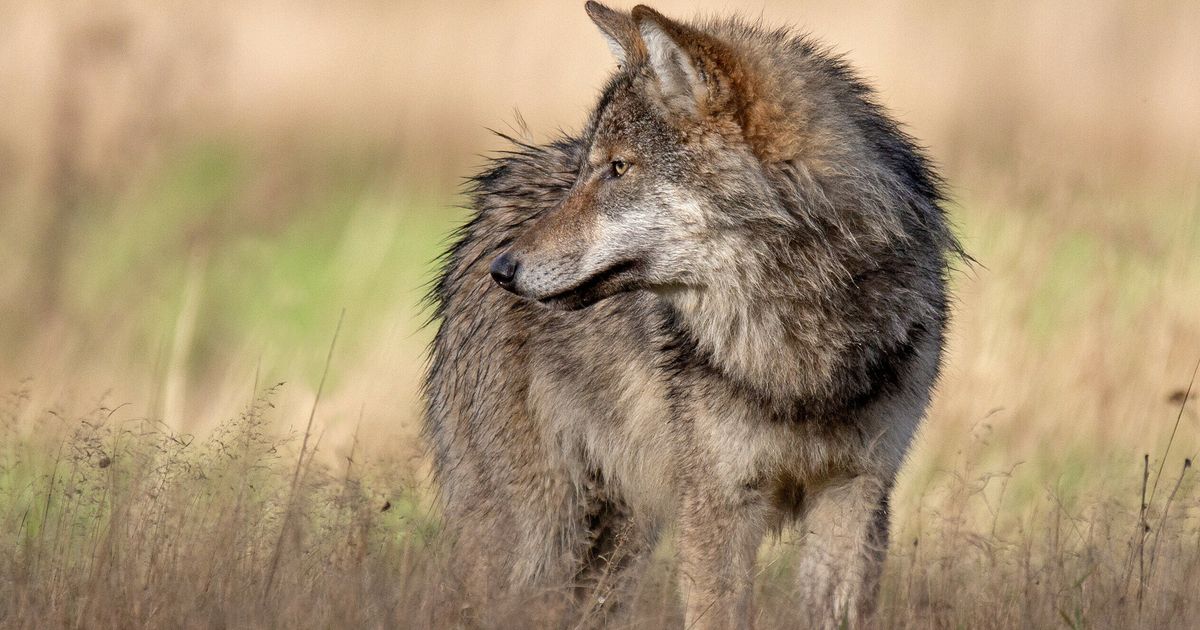 La UE reduce el estatus lobo, pero "abordar en realidad