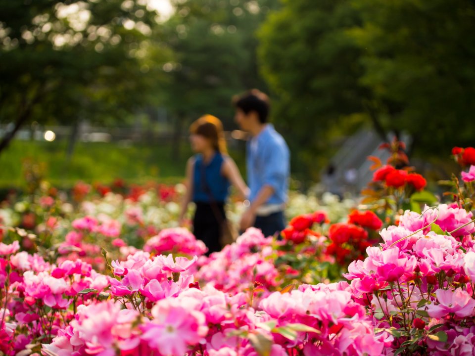 Pareja caminando a través de un jardín de rosas.