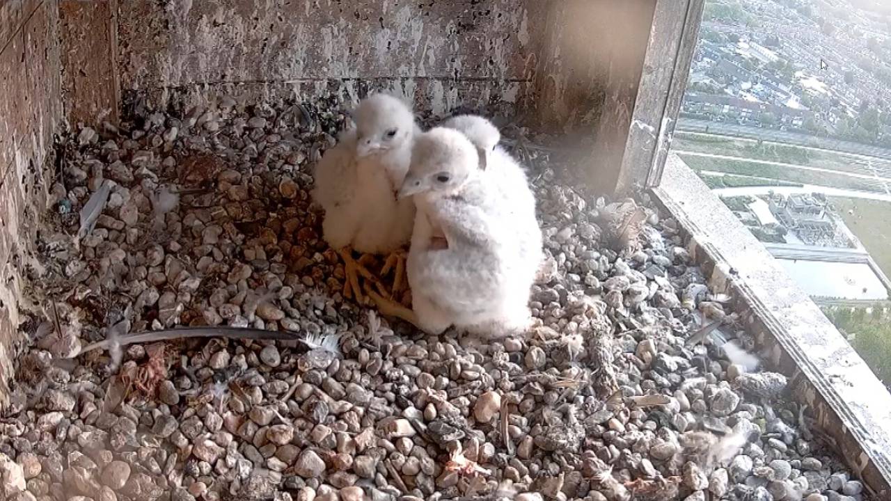 Este animal súper rápido vive en el lugar más alto