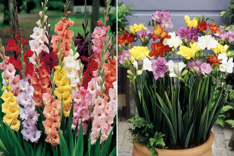 Bulbos de verano a-buy-gladioli-Freesia
