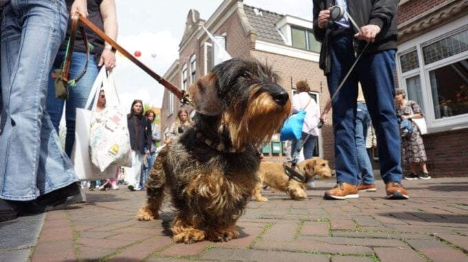 DACHSHUND DÍA ZOETERMEER