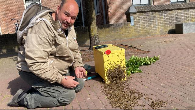 Bee Shower aterriza en la acera en Weiersstraat Assen, el