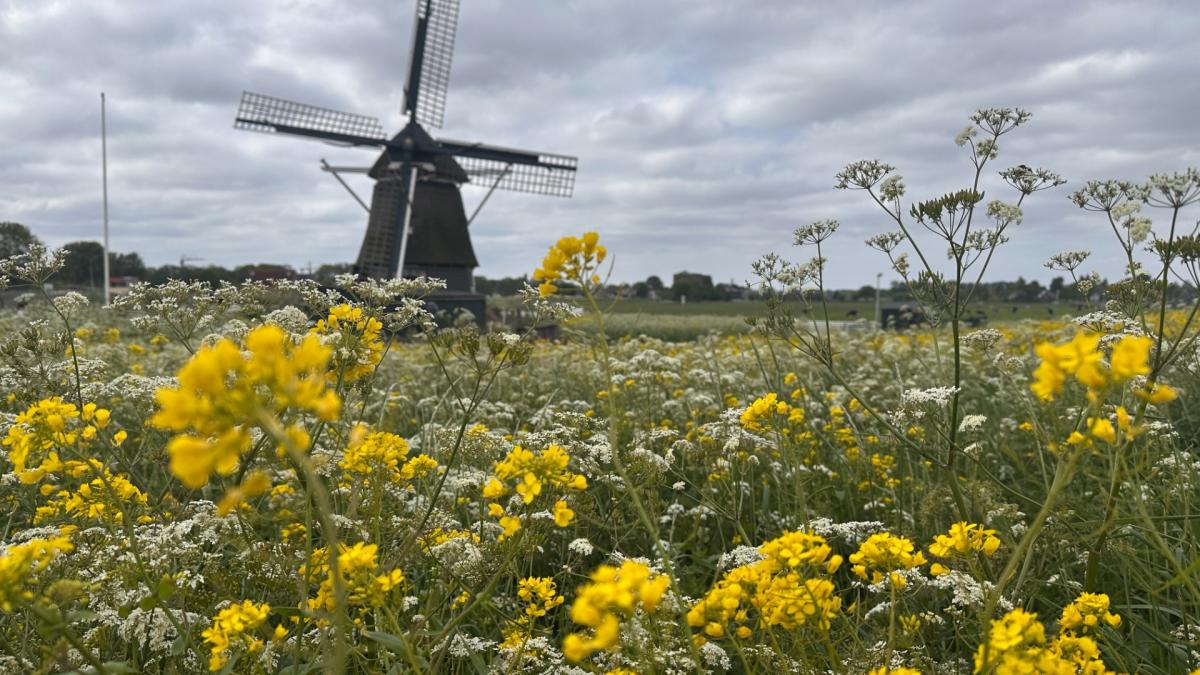 John está 'olvidado' Molen de Hommel listo para Molenweekend a