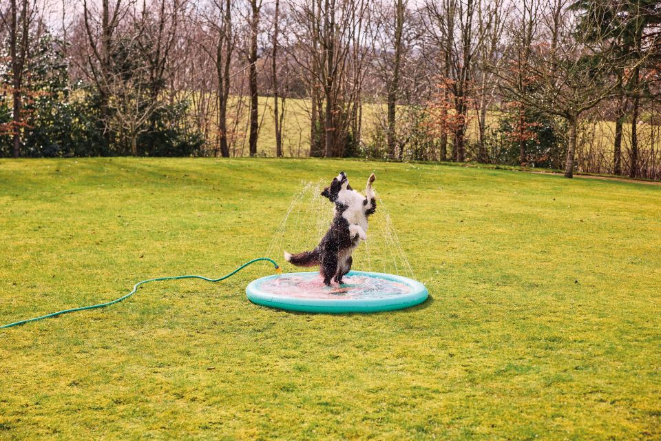 Border Collie jugando en una pequeña piscina inflable.