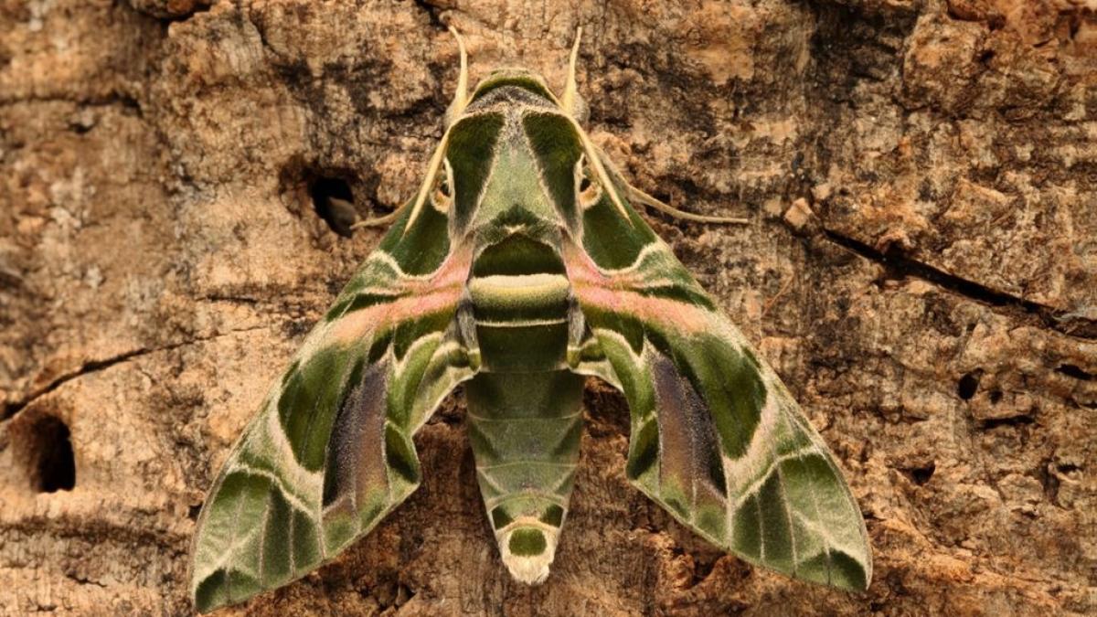 Quería fanáticos de la mariposa para una ronda semanal de