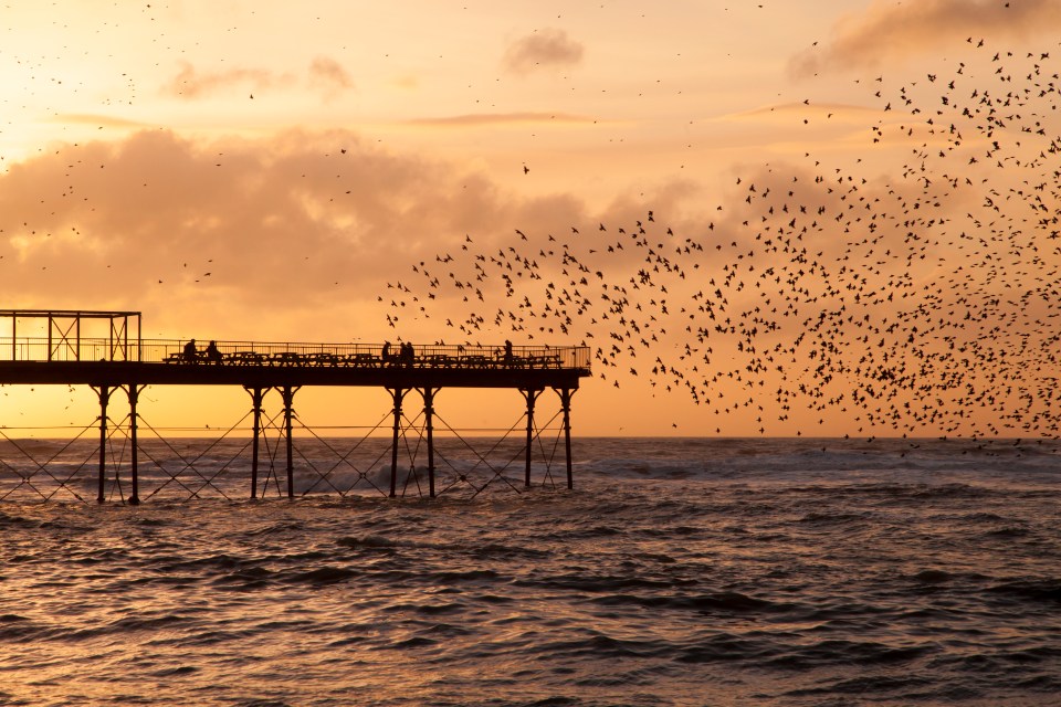 Murmuración de estrellas al atardecer sobre un muelle.