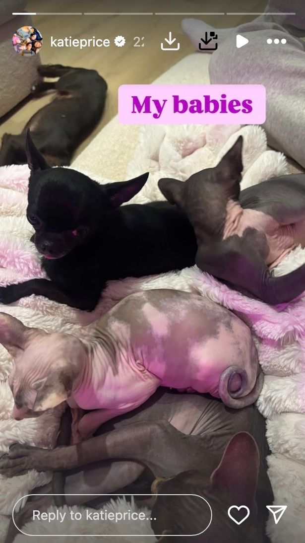 Katie Price mostró a sus mascotas favoritas en línea