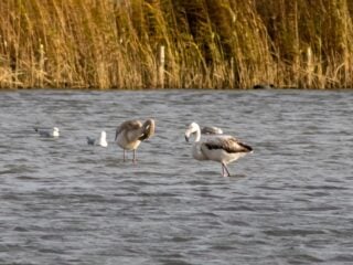 Tres jóvenes flamencos en Nieuwe Driemanspolder Zoetermeer. Foto: Indebuurt Zoetermeer / Samira Geerdinck