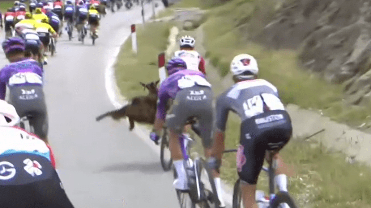 Giro d'Italia: Animales disparan choques en un recorrido por la