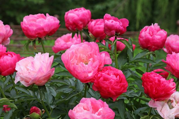 Peony de color rosa brillante, Paeonia lactiflora 'Ellen Cowley' en flor.