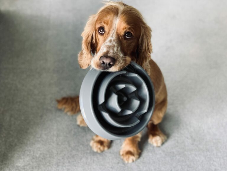 La veterinaria e influyente nutricionista, Alice Chierichetti (@alice.nutrivet) escribió un