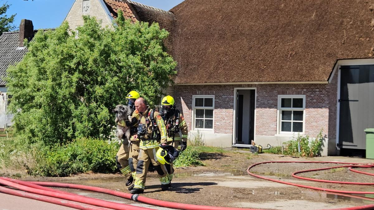 Perros salvados de Burning Farm, uno escapó y volvió corriendo