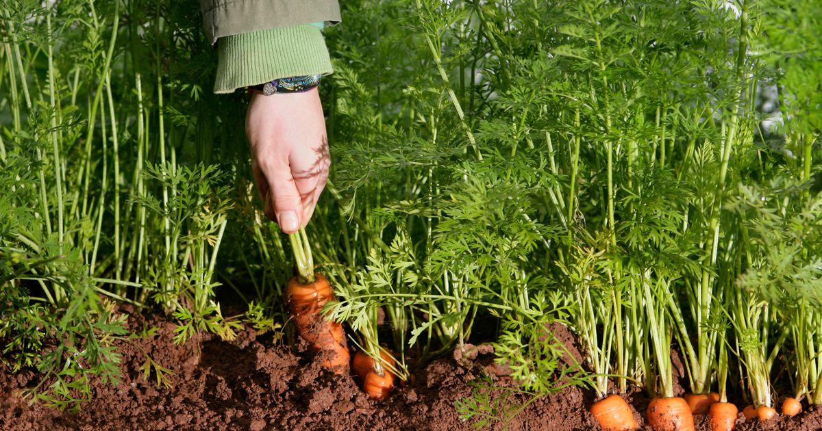 Los jardineros instaron a plantar 10 vegetales en mayo para