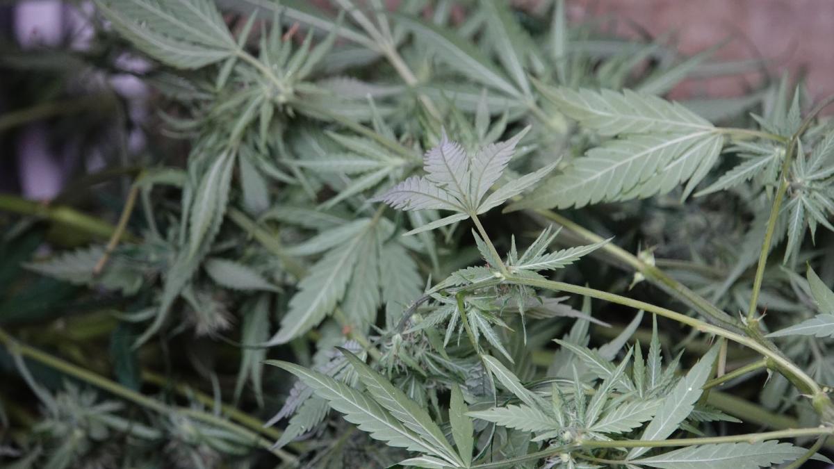 Gran vivería de cáñamo enrollada en locales comerciales, Georgian arrestado