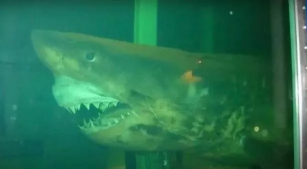 Rosie, el gran tiburón blanco, se pudrió en un tanque después de que el parque de vida silvestre fue cerrado y abandonado