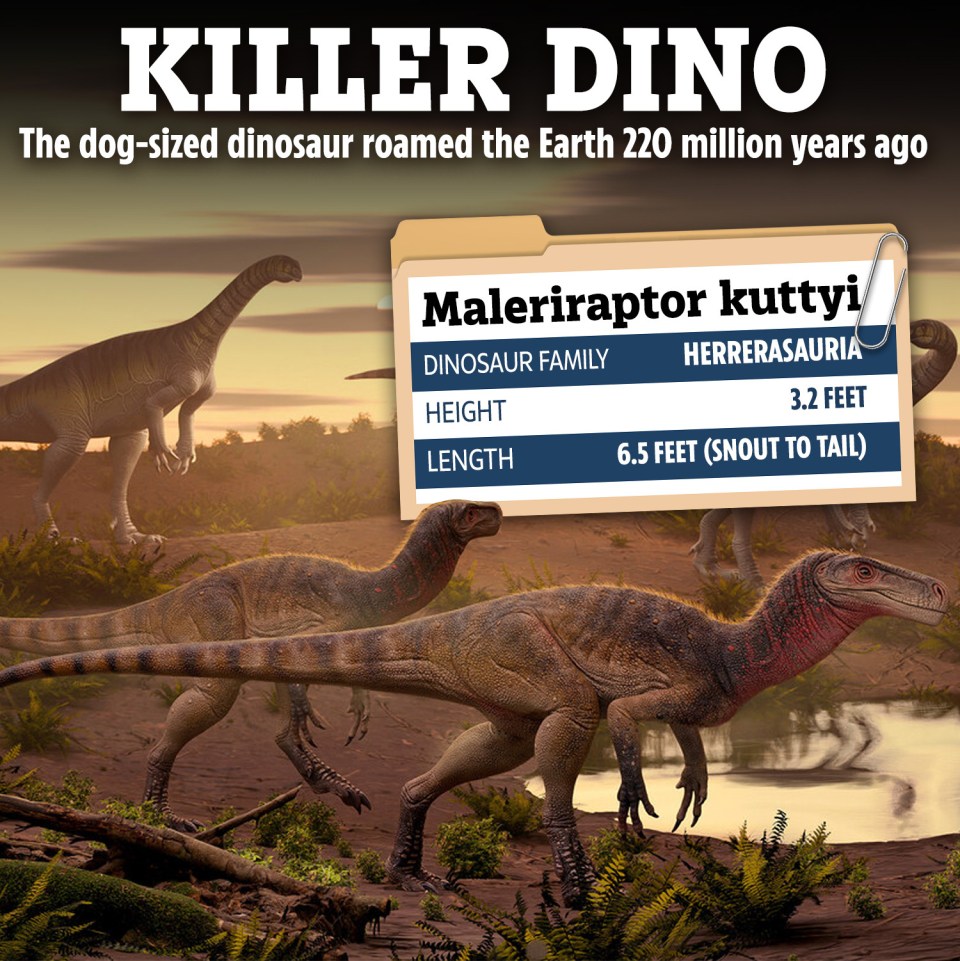 Ilustración de Maleriraptor Kuttyi, un dinosaurio del tamaño de un perro.