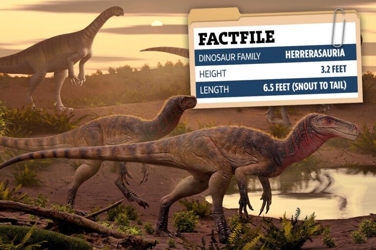 Nuevas especies de dinosaurio asesino del tamaño de un perro