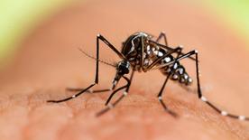 Mosquito de tigre asiático