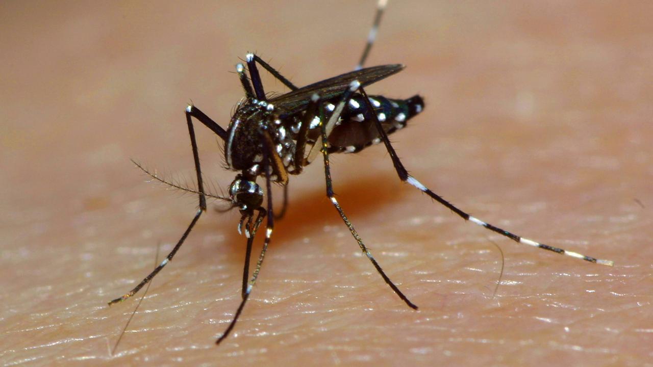 Mosquitos en la primavera - tiger mosquito al acercarse