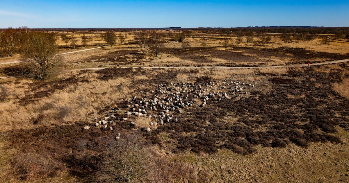 El rebaño de ovejas del Balloërveld se lleva una nueva