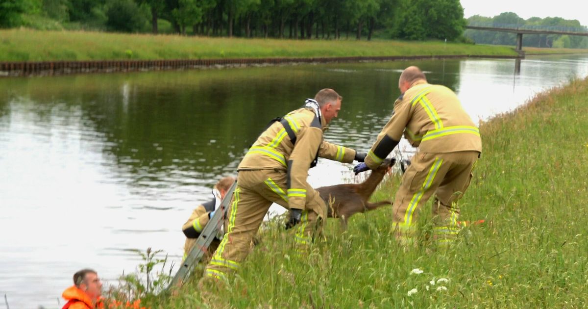 Young Reebok con dificultad salvada del agua en Hoogeveen
