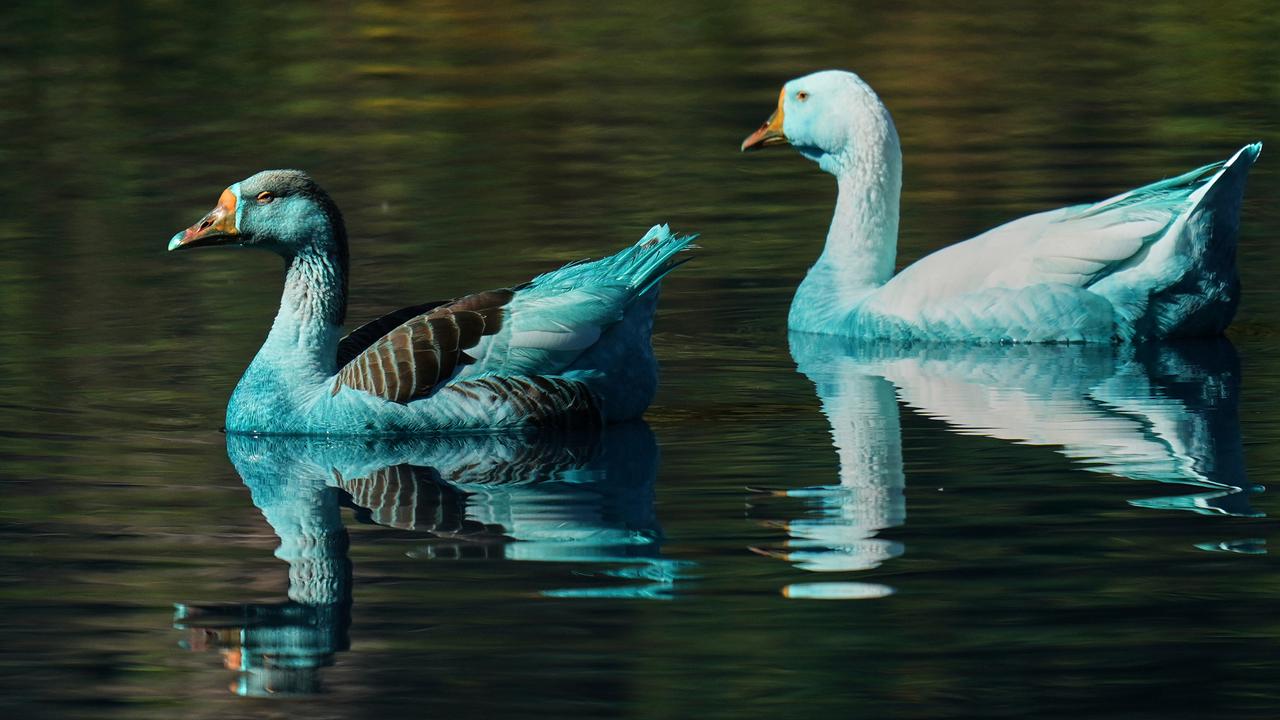 Accidente químico en patos de color brasil azul