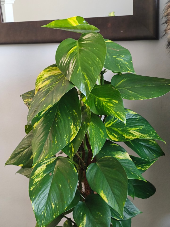 Una planta de Pothos dorados abigarrados.