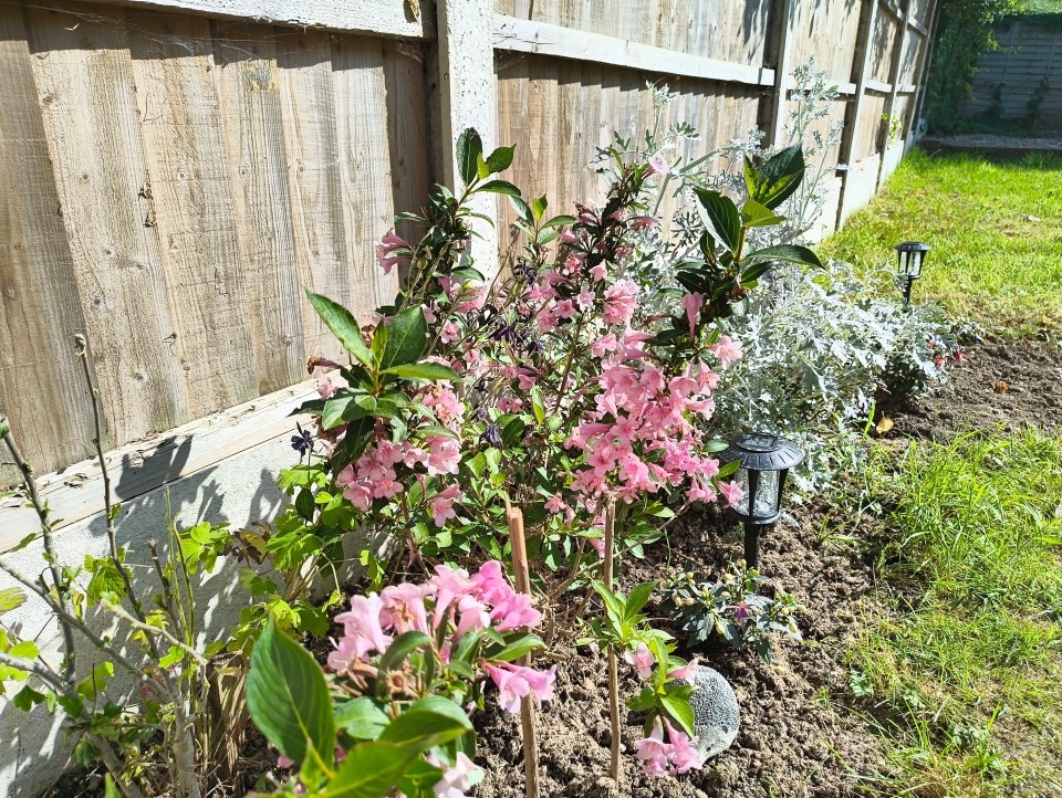 Flores rosadas que florecen en un jardín junto a una cerca de madera.
