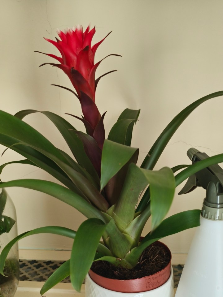 Bromeliad roja en una olla.
