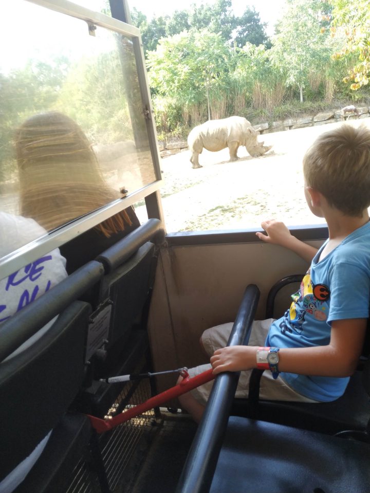 Un niño mira un rinoceronte de un vehículo de safari.