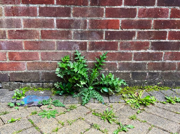 Malas hierbas que crecen a través de ladrillos en un jardín