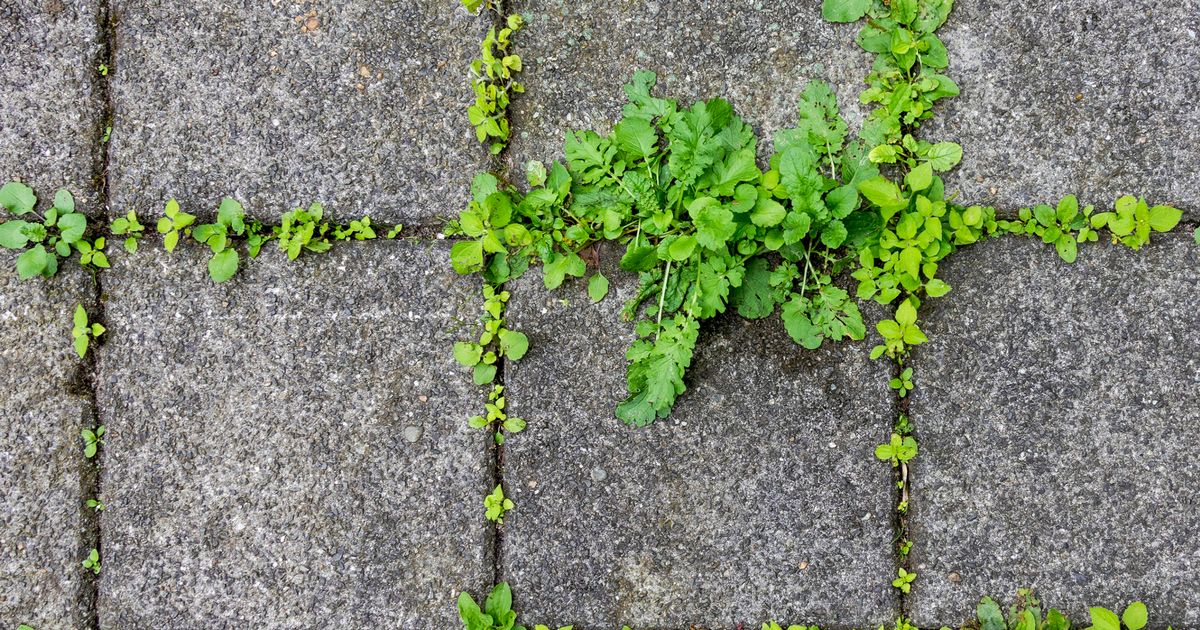 Los jardineros dicen que el producto de lavandería común es